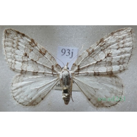 Epirrita autumnata (Borkhausen, 1794) Paśnik jesieniak Czech93j